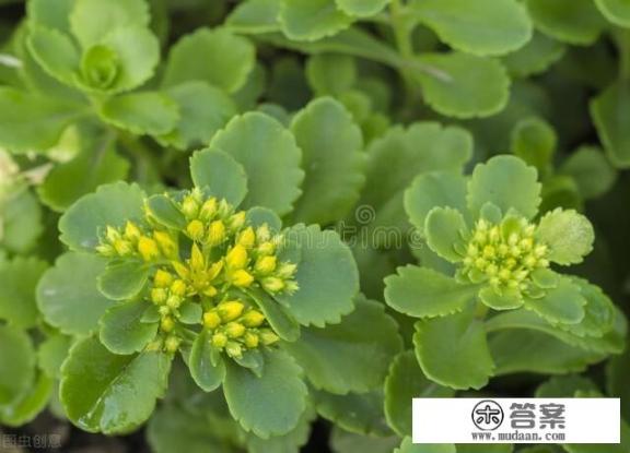 三七的主要功效？