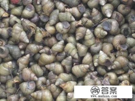 螺蛳该怎么保存? 螺蛳该怎么保存?