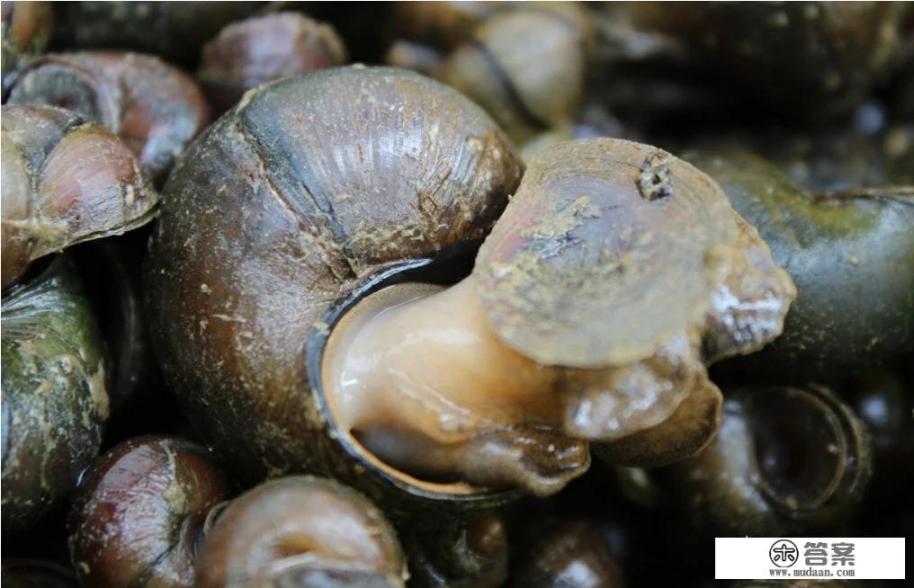 螺蛳该怎么保存? 螺蛳该怎么保存?