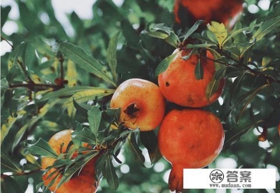 石榴的功效与作用？