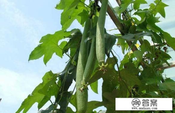 乳腺增生有哪些食疗方法? 乳腺增生有哪些食疗方法?