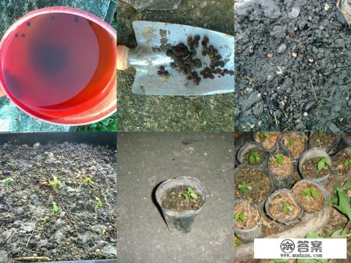 新晋网红水果，美容养颜的木瓜，该如何种植呢？