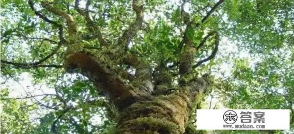 八大茶系排名？