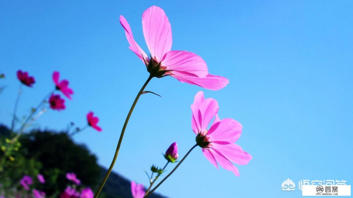 诺基亚808是塞班几？