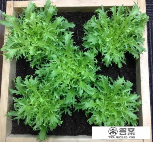 苦苣菜是什么?有什么营养价值吗? 苦苣菜是什么?有什么营养价值吗?