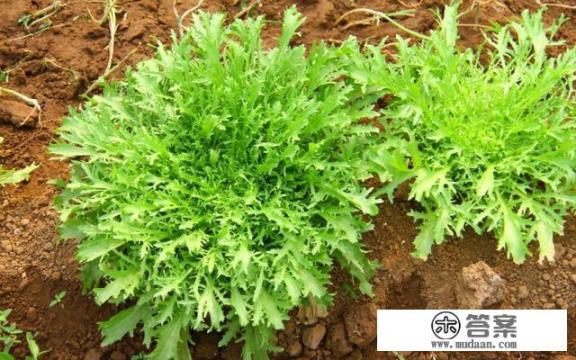 苦苣菜是什么?有什么营养价值吗? 苦苣菜是什么?有什么营养价值吗?