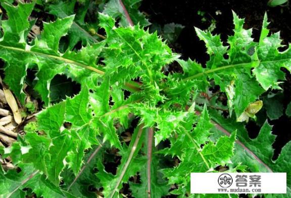 苦苣菜是什么?有什么营养价值吗? 苦苣菜是什么?有什么营养价值吗?