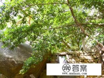 怎么去鼓浪屿旅游攻略？