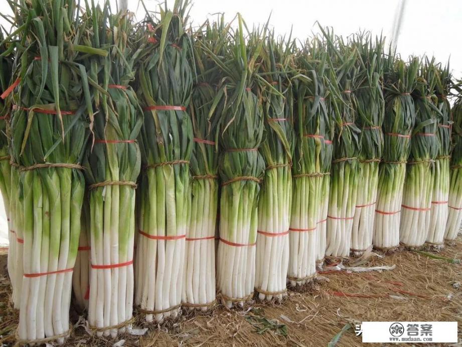 大葱一斤多少钱？