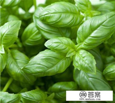 香料苏子籽的用途？