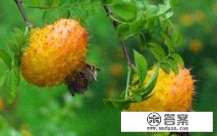 含维生素c的水果有哪些？