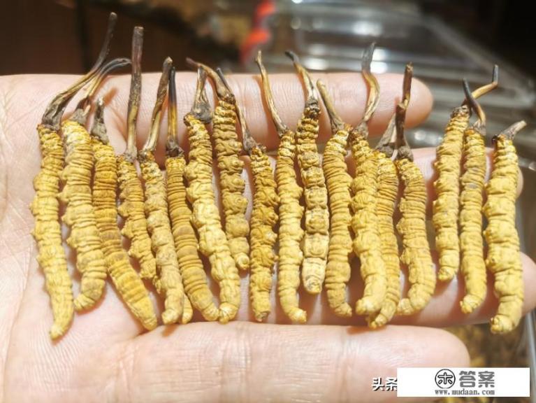 虫草怎么吃效果好？