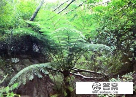 笔筒树有什么做用？