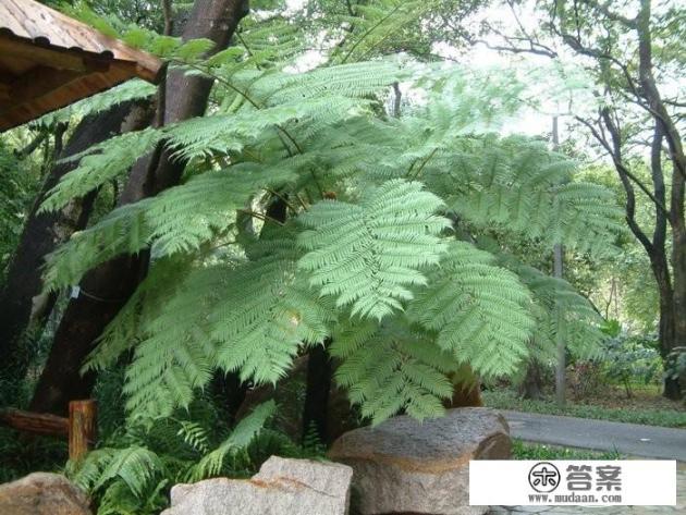 笔筒树有什么做用？