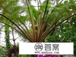 笔筒树有什么做用？