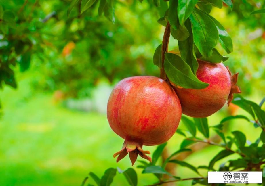 石榴营养怎么样？真的美容养颜吗？