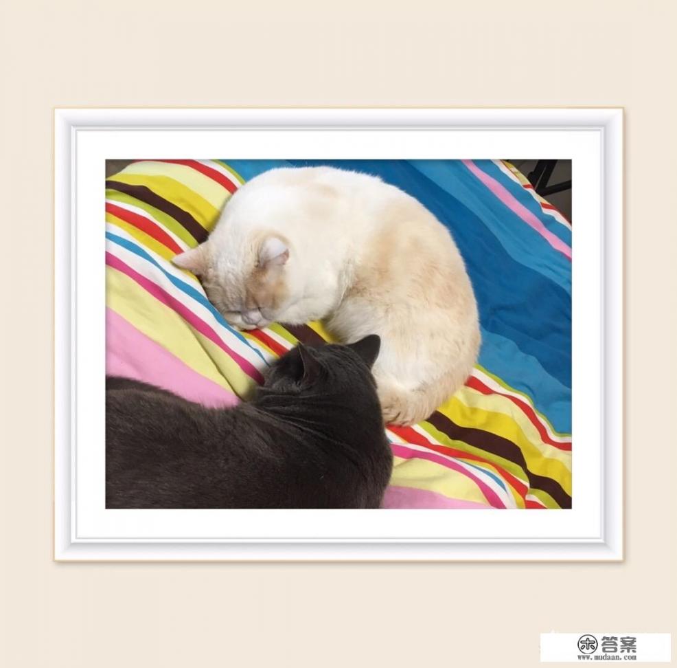 猫猫玩的捕鱼游戏？