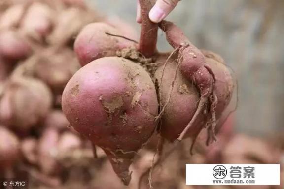 农村老话说“六月六地瓜熟”，地瓜是什么瓜，有哪些功效？