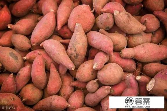 农村老话说“六月六地瓜熟”，地瓜是什么瓜，有哪些功效？