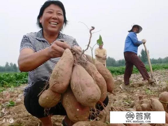 农村老话说“六月六地瓜熟”，地瓜是什么瓜，有哪些功效？