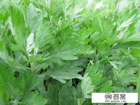 艾叶的鉴别与使用