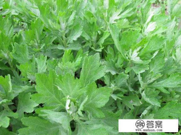 艾叶的鉴别与使用