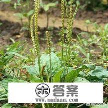 猪耳朵草冬天会死吗？