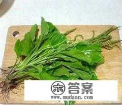 猪耳朵草冬天会死吗？