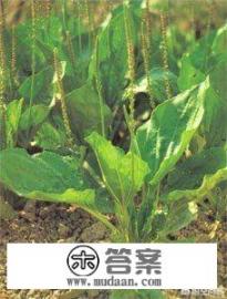 猪耳朵草冬天会死吗？