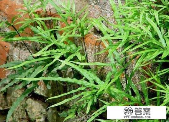 凤尾草怎样养？