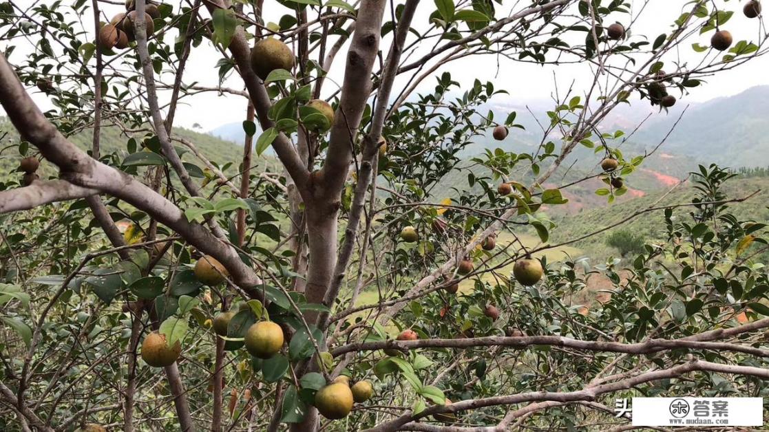 500克山茶油价格？