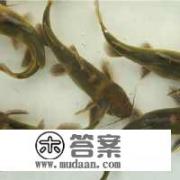 人参果冻了解冻后能不能吃? 人参果冻了解冻后能不能吃?