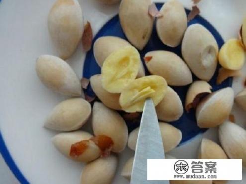银杏树的果实有毒,要怎样吃白果才不会中毒呢? 银杏树的果实有毒,要怎样吃白果才不会中毒呢?