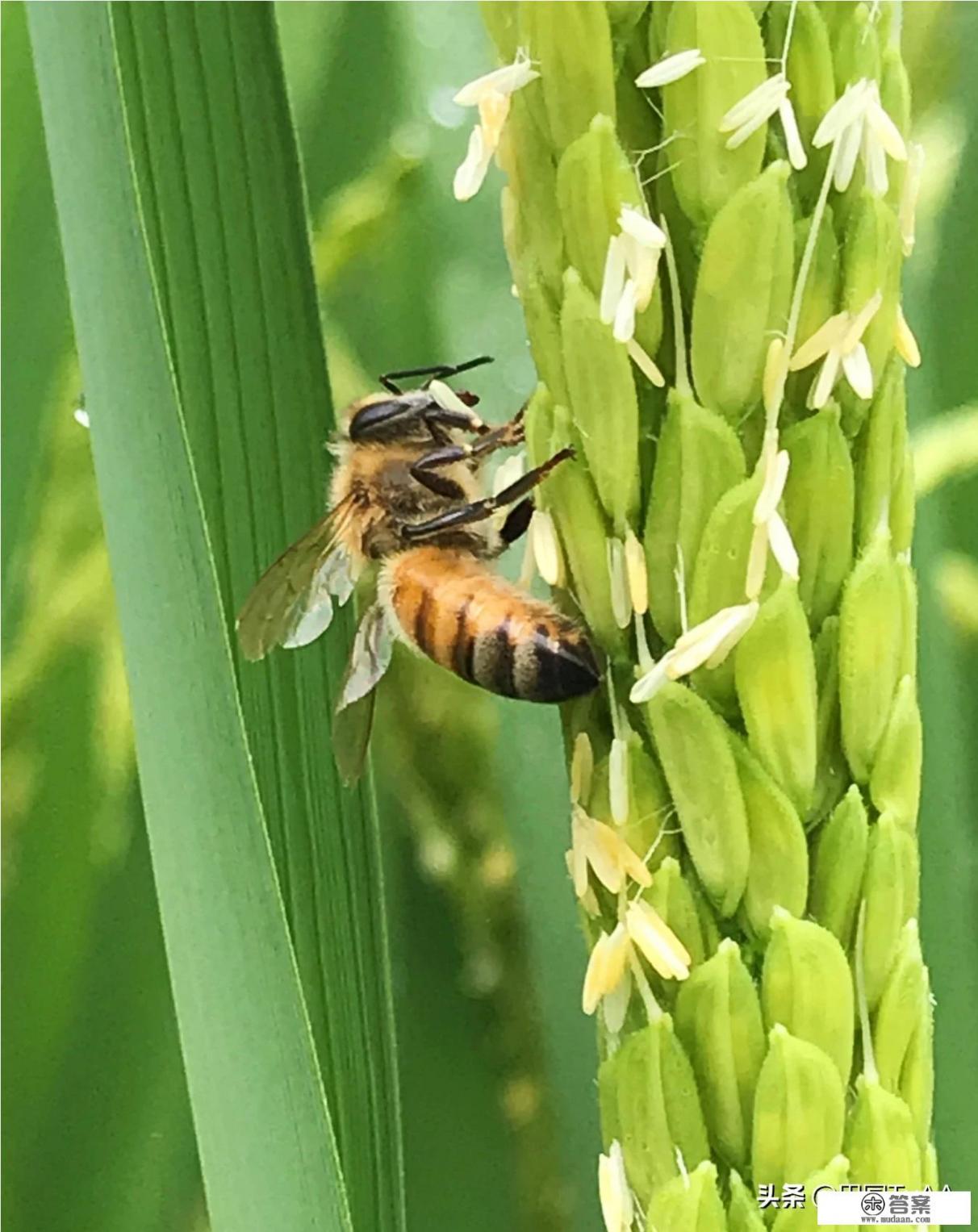 蜜蜂寓意是什么意思？