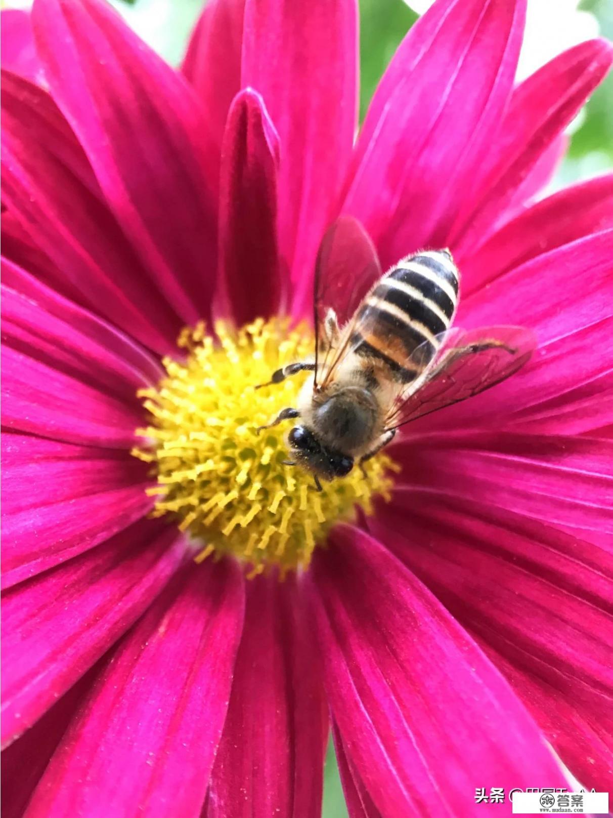 蜜蜂寓意是什么意思？