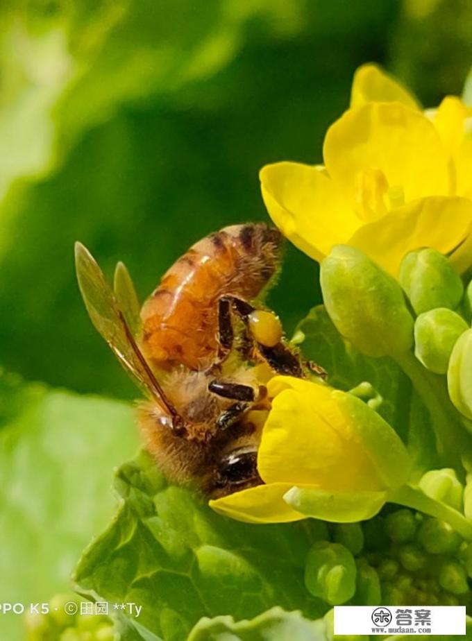 蜜蜂寓意是什么意思？