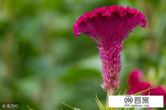 凤尾鸡冠花的寓意? 凤尾鸡冠花的寓意?