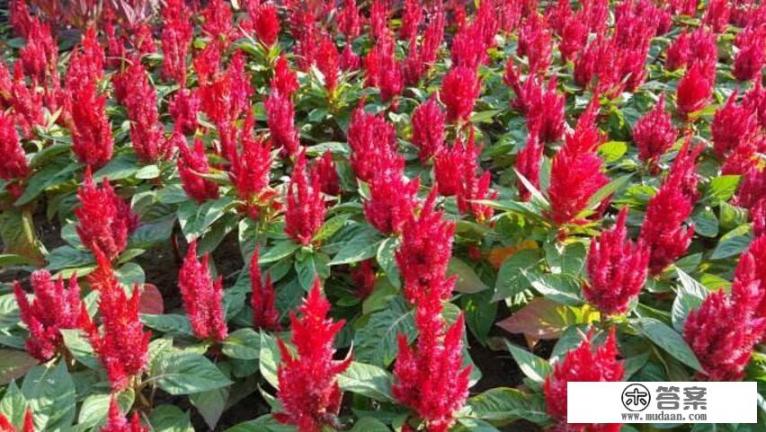 凤尾鸡冠花的寓意? 凤尾鸡冠花的寓意?