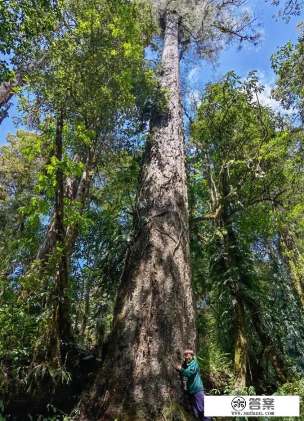 西藏察隅最高的树? 西藏察隅最高的树?