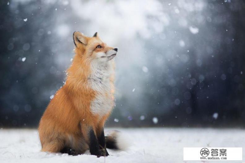 在《山海经》中狐是祥瑞之兽，为何后来沦落为迷惑害人的妖精？