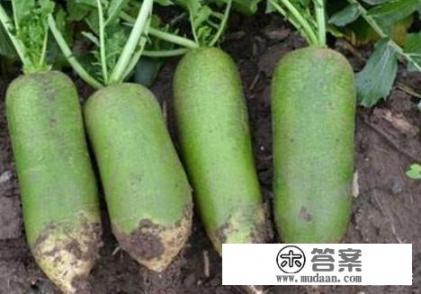 绿萝卜怎么晒成萝卜干？