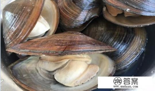 河蚌怎么清洗干净？