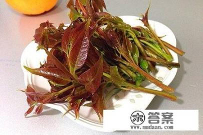 香椿有哪些功效和作用？