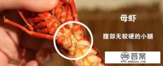 龙虾怎么吃? 龙虾怎么吃?