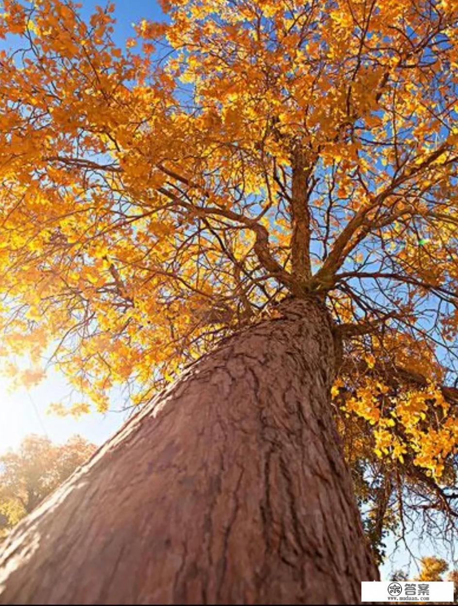 有没有描写自然景色的10句句子？