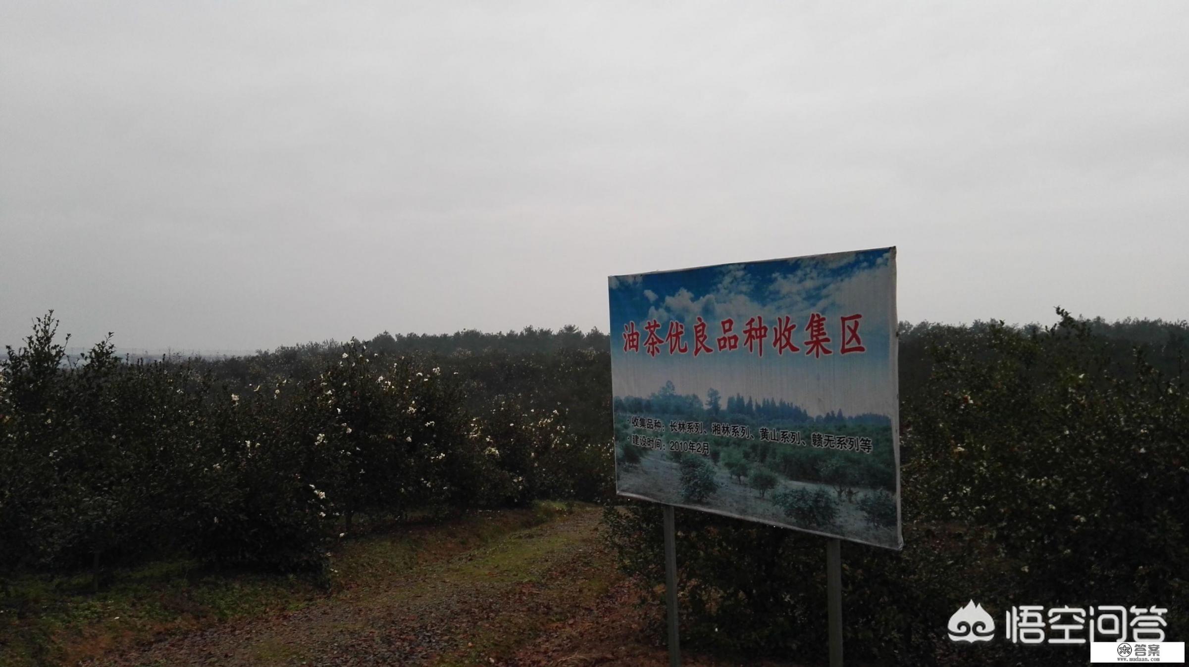 高产油茶苗有哪些品种？