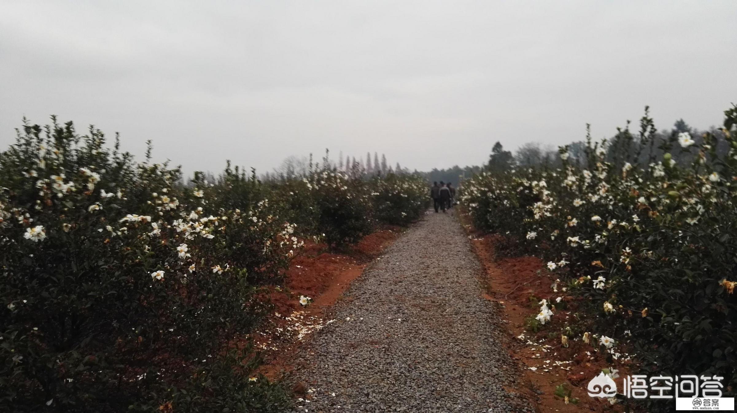 高产油茶苗有哪些品种？