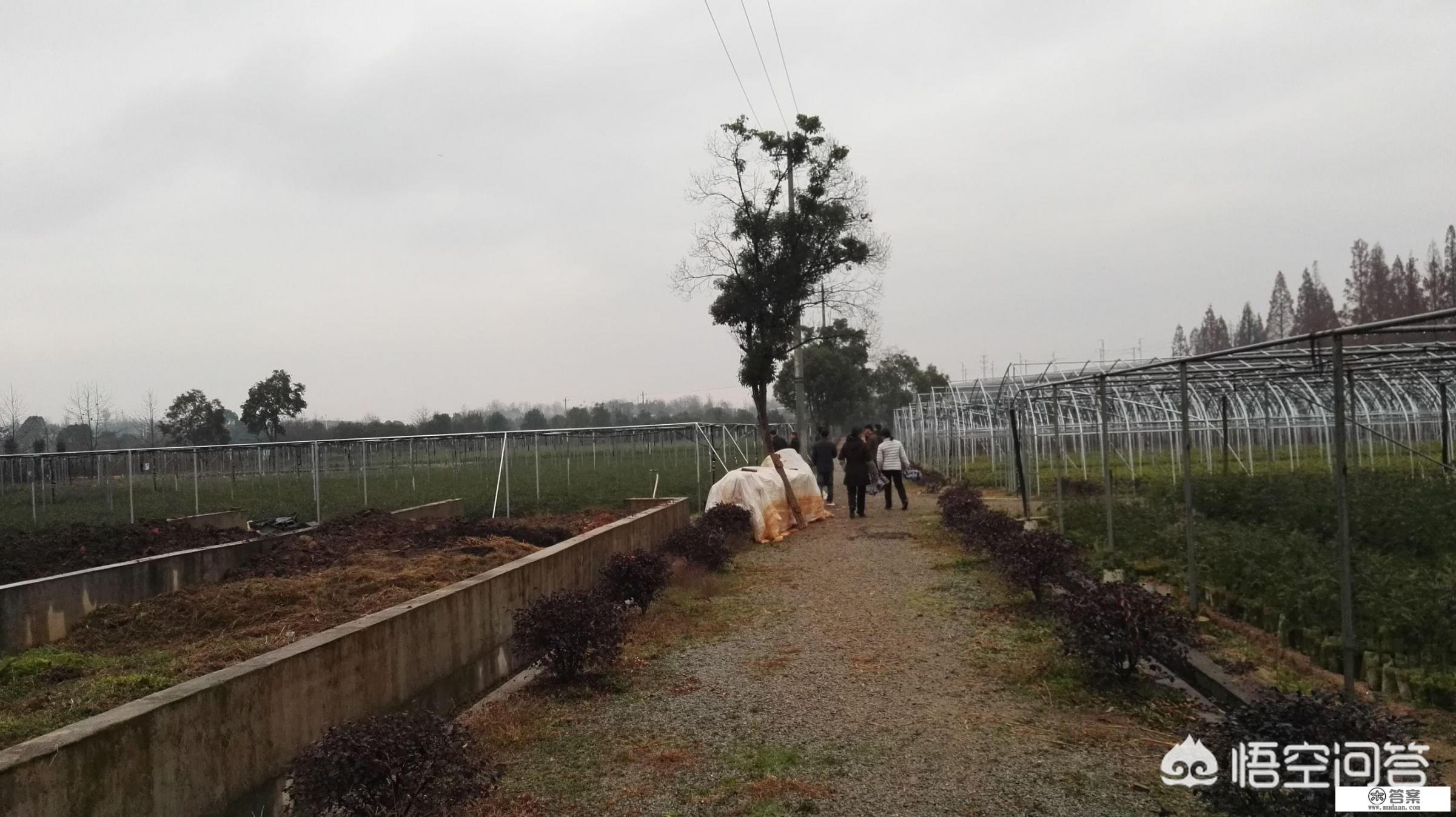 高产油茶苗有哪些品种？