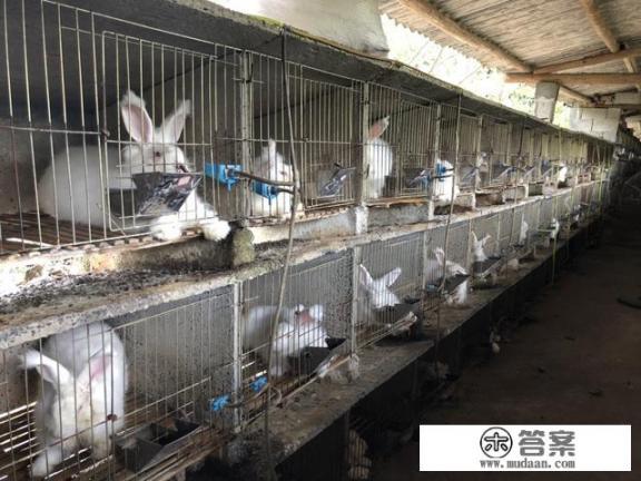 如何养殖兔子？