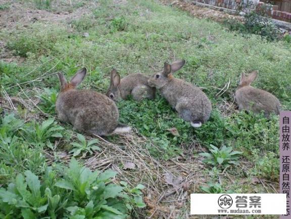 如何养殖兔子？